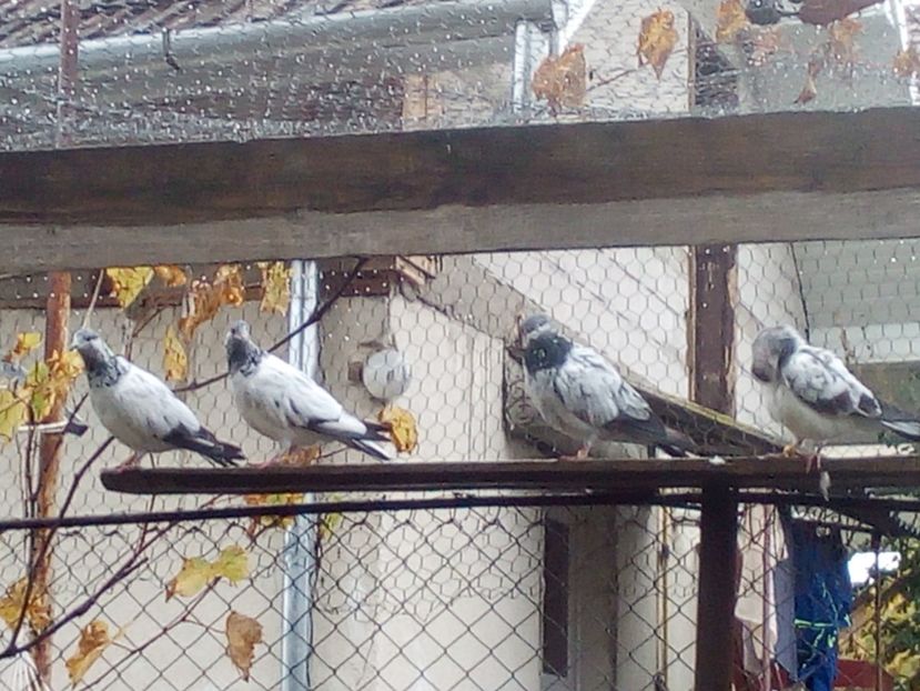  - D DE VANZARE SAU LA SCHIMB