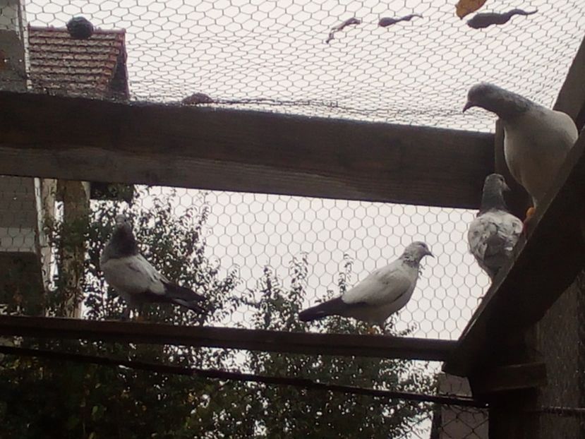  - D DE VANZARE SAU LA SCHIMB