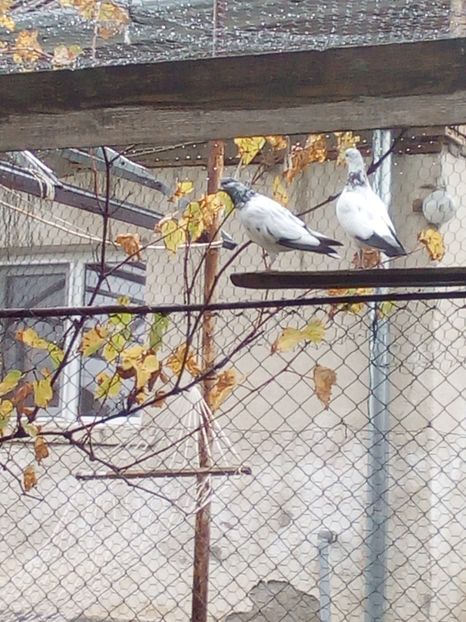  - D DE VANZARE SAU LA SCHIMB