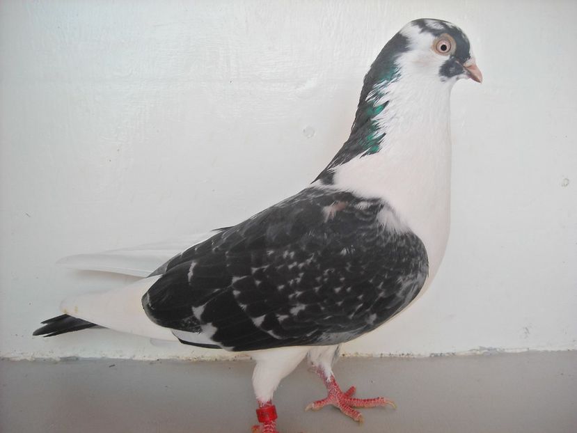  - PORUMBEI CARE MI AU APARTINUT