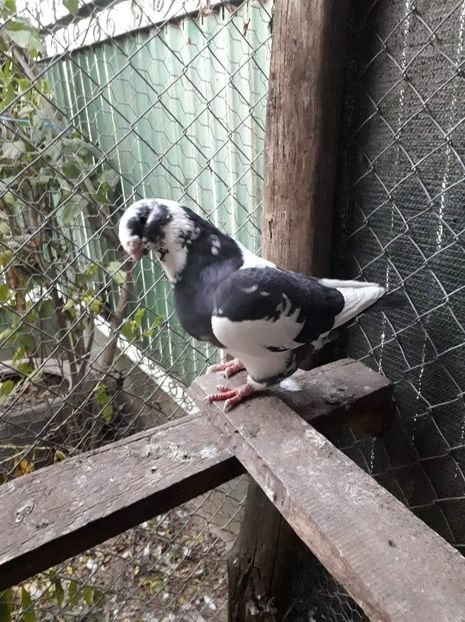 Mas 2018 - Matca AGH 2019