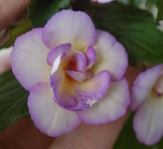 Shy Sun - Achimenes 2018