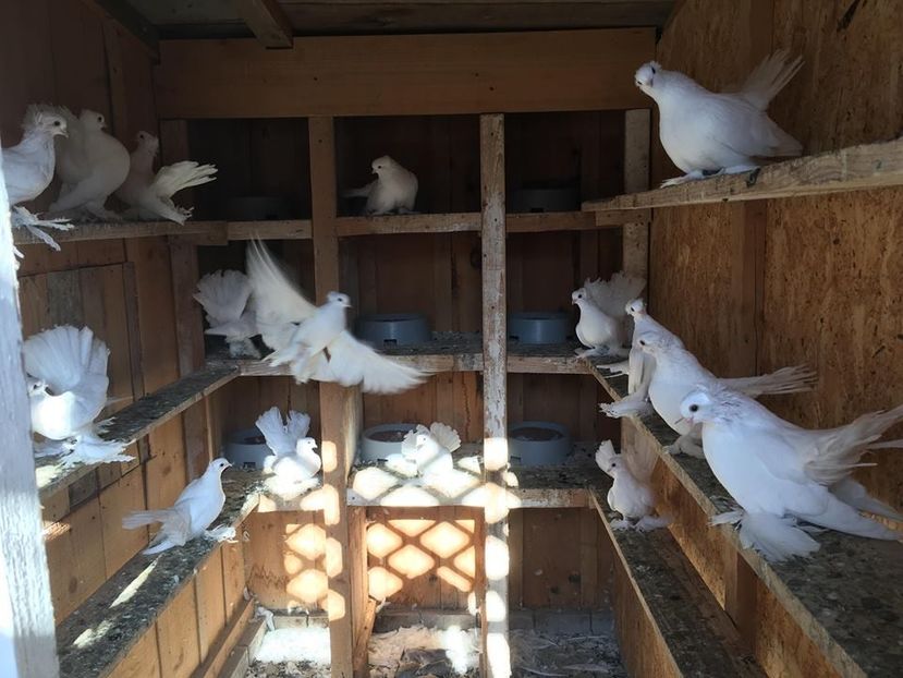 puiet - porumbei 2018