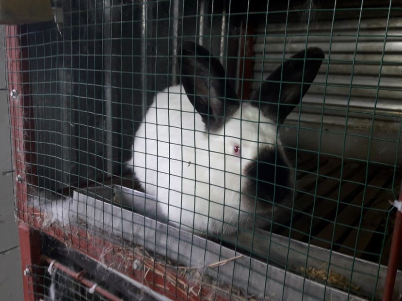 21.10.2018. - A-IEPURI CALIFORNIENI