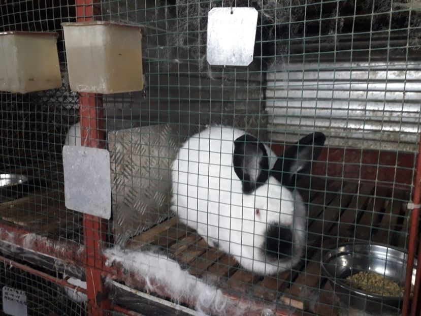  - A-IEPURI CALIFORNIENI