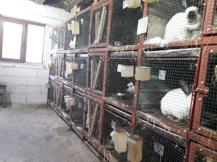  - A-IEPURI CALIFORNIENI