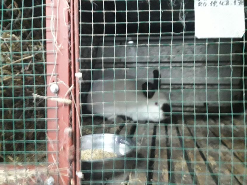  - A-IEPURI CALIFORNIENI