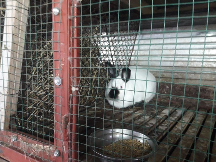  - A-IEPURI CALIFORNIENI