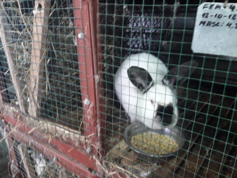  - A-IEPURI CALIFORNIENI