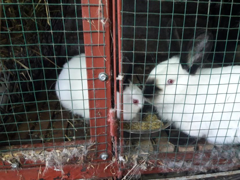  - A-IEPURI CALIFORNIENI