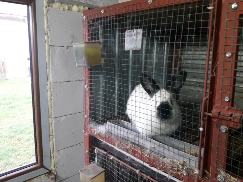  - A-IEPURI CALIFORNIENI