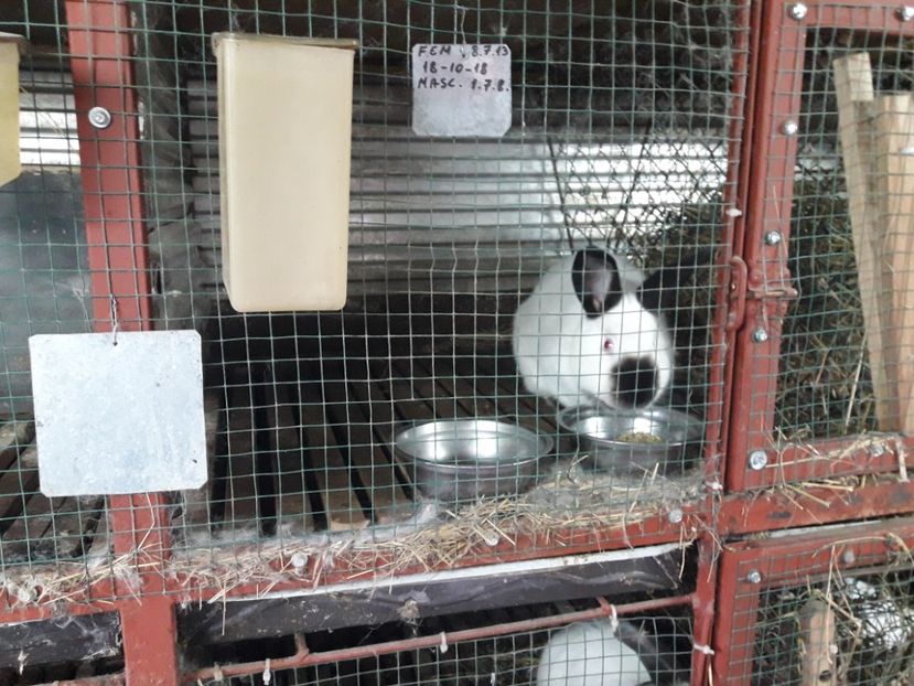  - A-IEPURI CALIFORNIENI