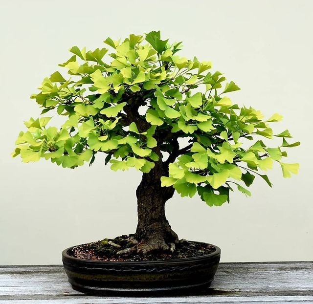 Ginkgo biloba, 40 de ani - Whish list pentru viata urmatoare1