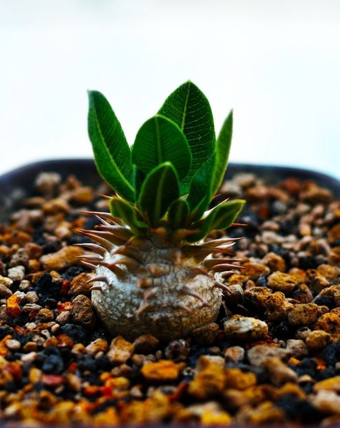 Pachypodium densiflorum - Whish list pentru viata urmatoare1