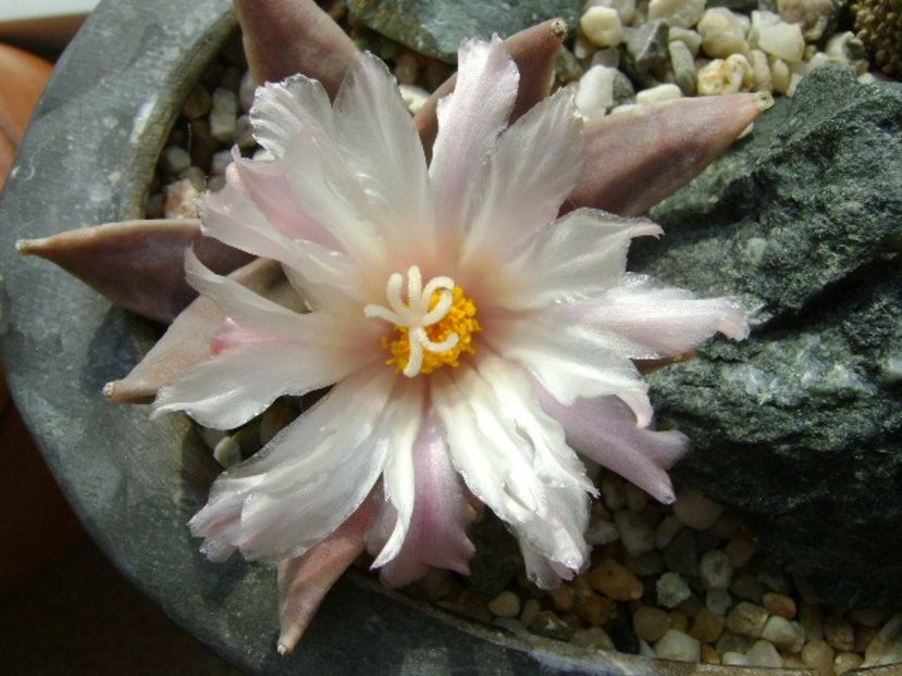 Ariocarpus retusus - Cactusi 2018 continuare