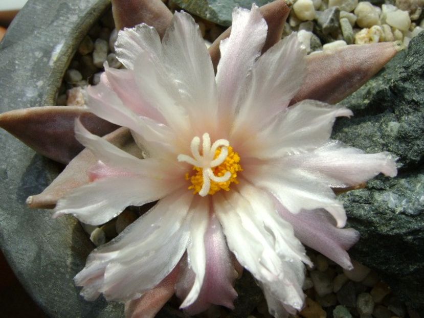 Ariocarpus retusus - Cactusi 2018 continuare