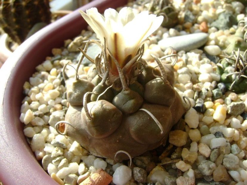 Turbinicarpus macrochele v. screvispinum - Cactusi 2018 continuare