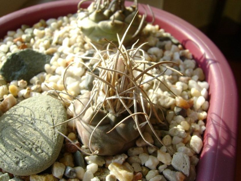 Turbinicarpus macrochele v. kupcakii - Cactusi 2018 continuare