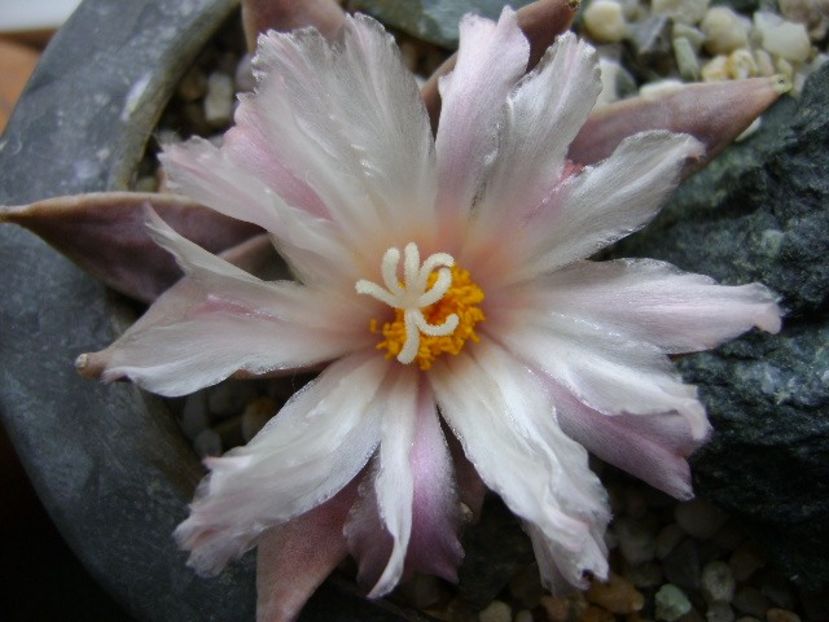 Ariocarpus retusus - Cactusi 2018 continuare