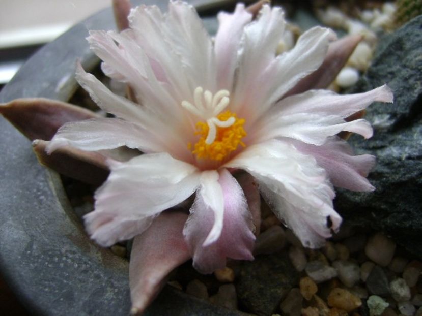 Ariocarpus retusus - Cactusi 2018 continuare