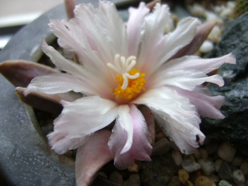 Ariocarpus retusus - Cactusi 2018 continuare