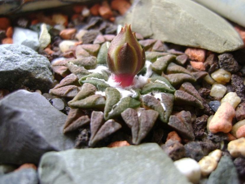 Ariocarpus kotschoubeyanus v. albiflorus - Cactusi 2018 continuare