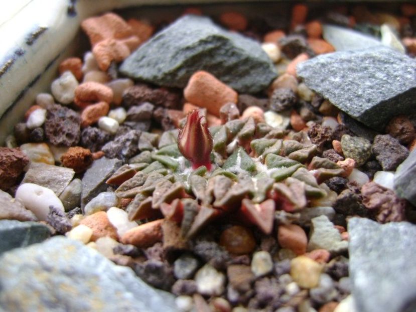 Ariocarpus kotschoubeyanus v. macdowellii - Cactusi 2018 continuare