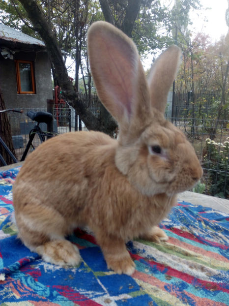  - iepuri de rasa ugg si ug galben 2018