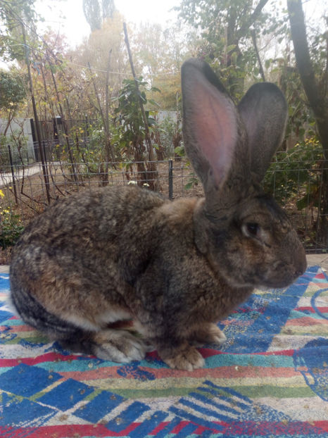  - iepuri de rasa ugg si ug galben 2018