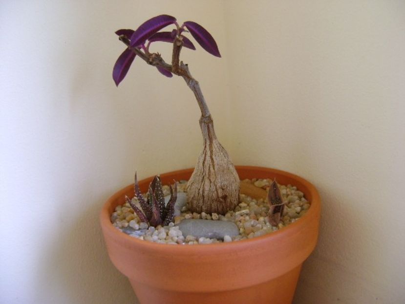 Petopentia natalensis - Caudiciforme si bulbi 2018