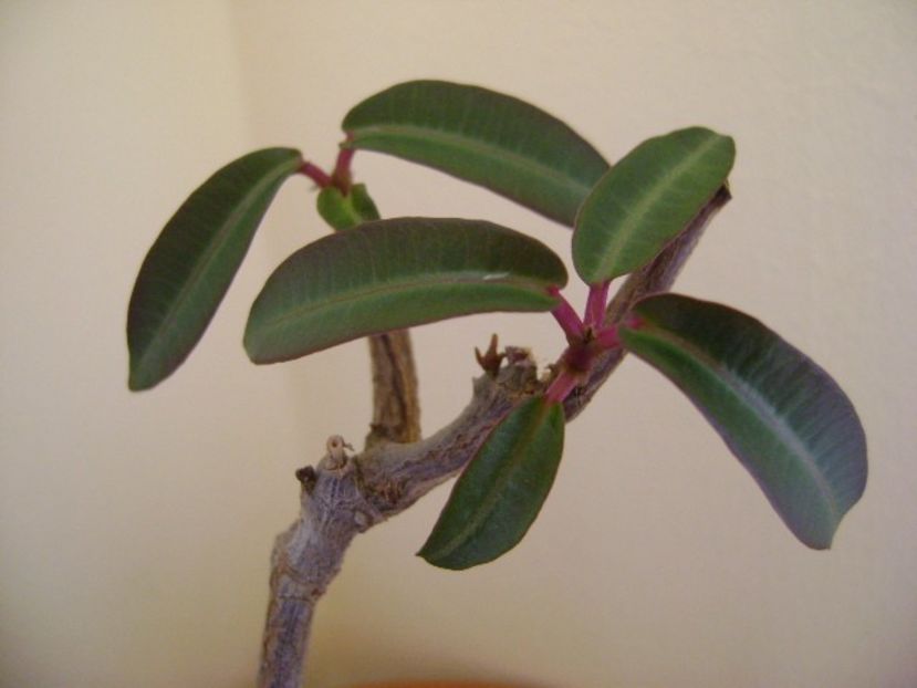 Petopentia natalensis - Caudiciforme si bulbi 2018