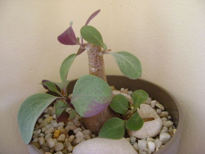 Othonna triplinervia - Caudiciforme si bulbi 2018