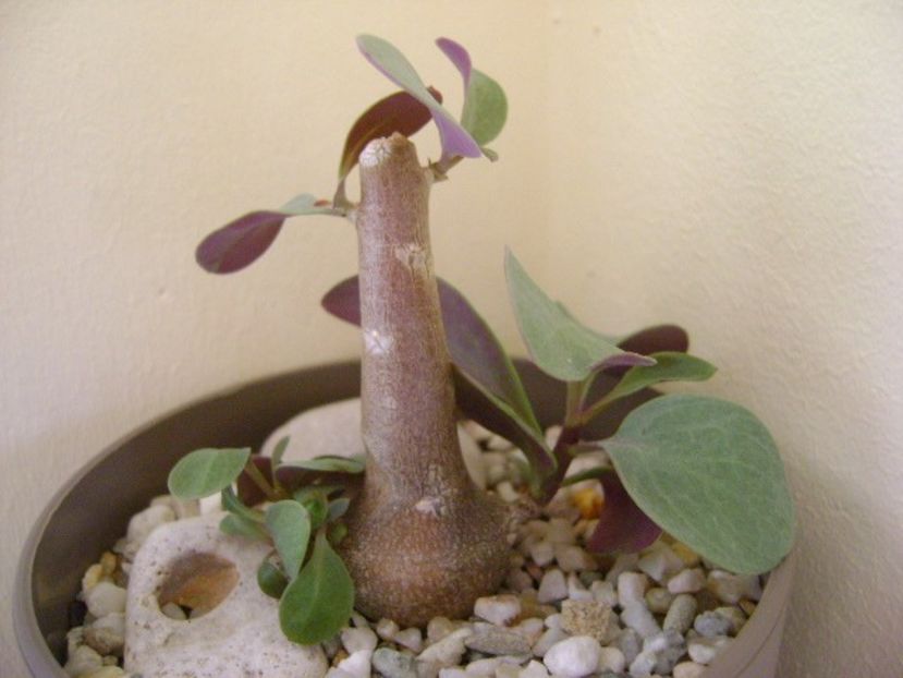 Othonna triplinervia - Caudiciforme si bulbi 2018