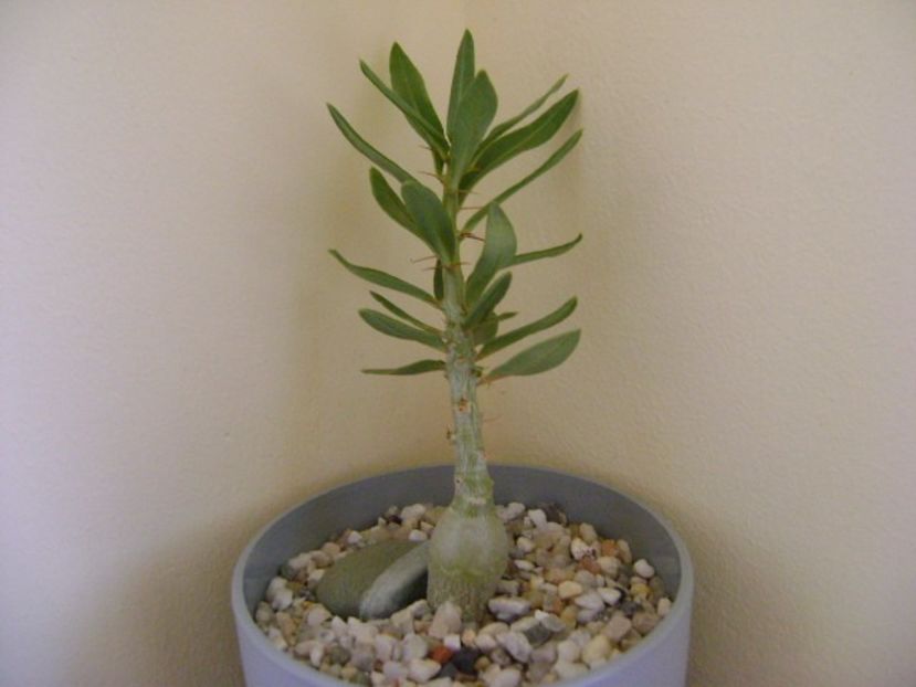 Pachypodium bispinosum - Caudiciforme si bulbi 2018