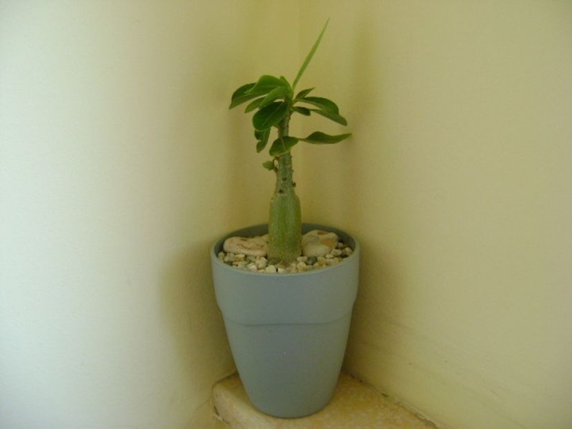 Adenium obesum “Star Of Black Night” - Caudiciforme si bulbi 2018