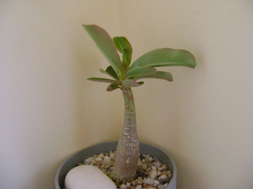 Adenium obesum “YellowSoon” - Caudiciforme si bulbi 2018