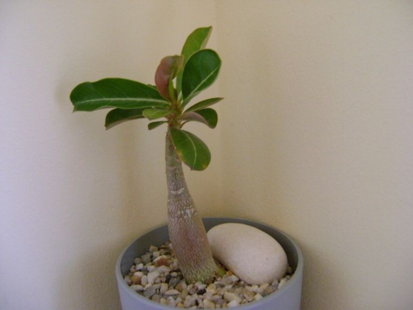 Adenium obesum “YellowSoon” - Caudiciforme si bulbi 2018