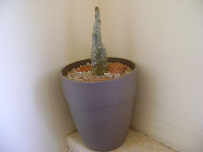 Adenium dhofarense - Caudiciforme si bulbi 2018