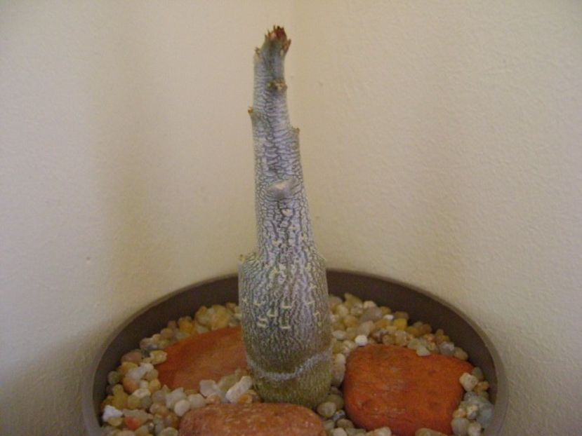 Adenium dhofarense - Caudiciforme si bulbi 2018