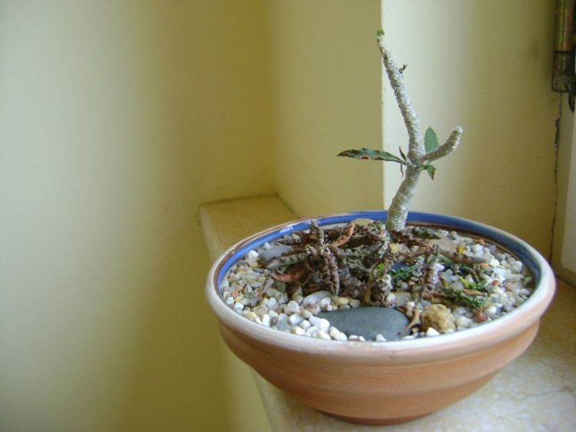 Euphorbia capsaintemariensis - Caudiciforme si bulbi 2018