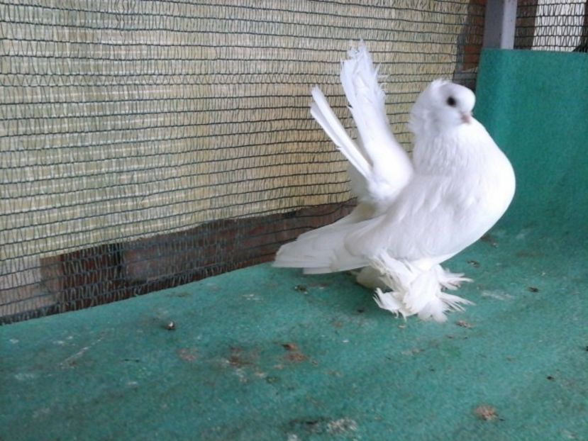 F 6118, 2017 - au fost VANDUTI