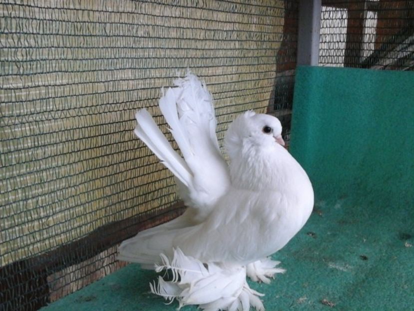 F 6118, 2017; 150 lei - au fost VANDUTI