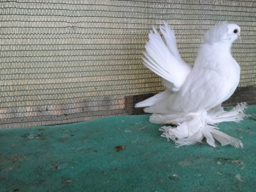 F 7462, 2016 - de VANZARE SIBERIENI FEMELE