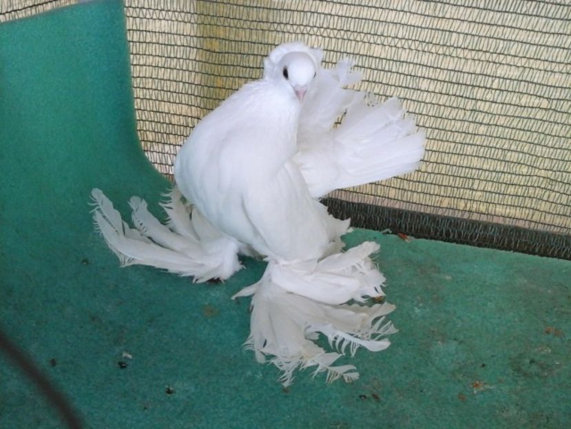 F 7462, 2016 - de VANZARE SIBERIENI FEMELE