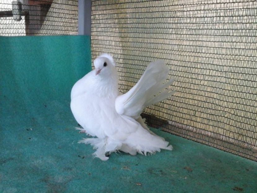 M 6111, 2017 - au fost VANDUTI