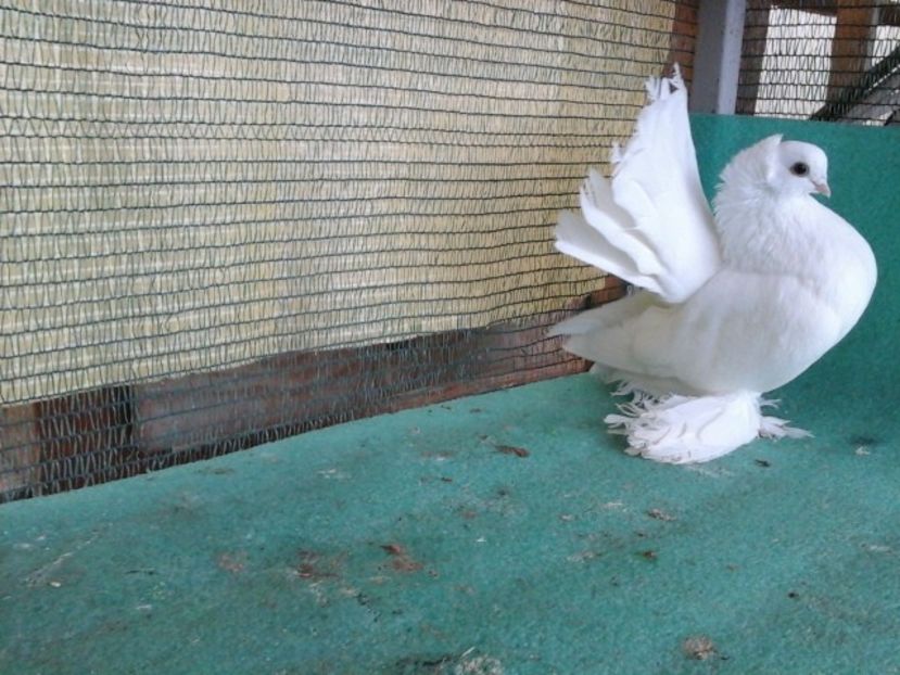 M 5281, 2015 - au fost VANDUTI