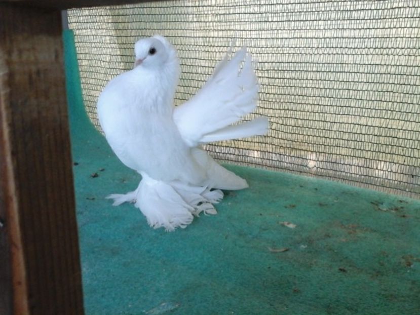 M 5281, 2015 - au fost VANDUTI