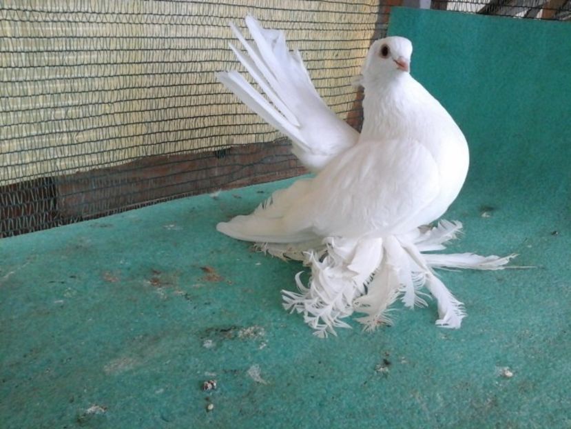 F 5277, 2015 - de VANZARE SIBERIENI FEMELE