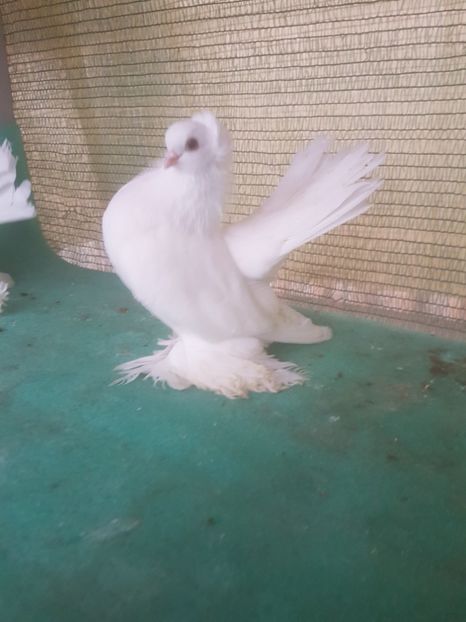  - de vanzare LOT SIBERIENI