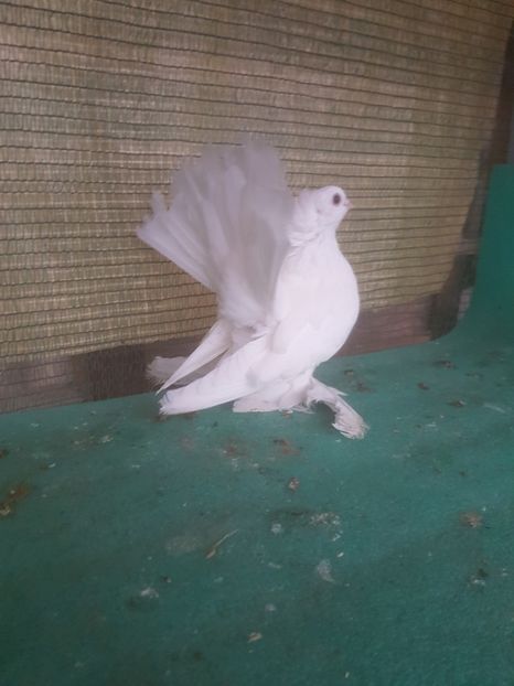 F f inel 18 - au fost VANDUTI